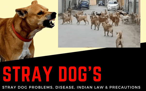 Stray Dog Problems, Disease, Indian Law & Precautions