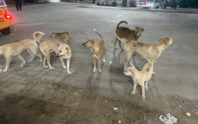 Stray Dog Menace in Tandur Town: A Call to Action for Political Parties