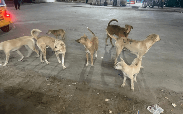 Stray Dog Menace in Tandur Town: A Call to Action for Political Parties